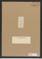 Diatomeae indet. Zeichnungen Sammlung Grunow Nr. 6832 (NHMW-BOT-W0375683)